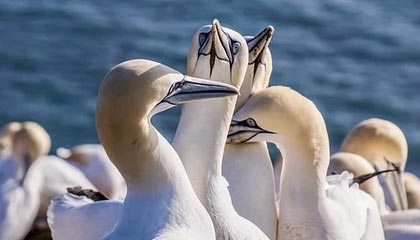 kaiyun开云·官方网站-转会市场热闹，多队展开激烈角逐，转会足球队是什么意思