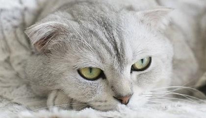 开云官方网页登录-勇士防守反击连击送开拓者连败，勇士对开拓者阵容